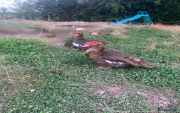 Ducks poultry for sale: Chocolate (only) Muscovy ducks and drakes - Image 6