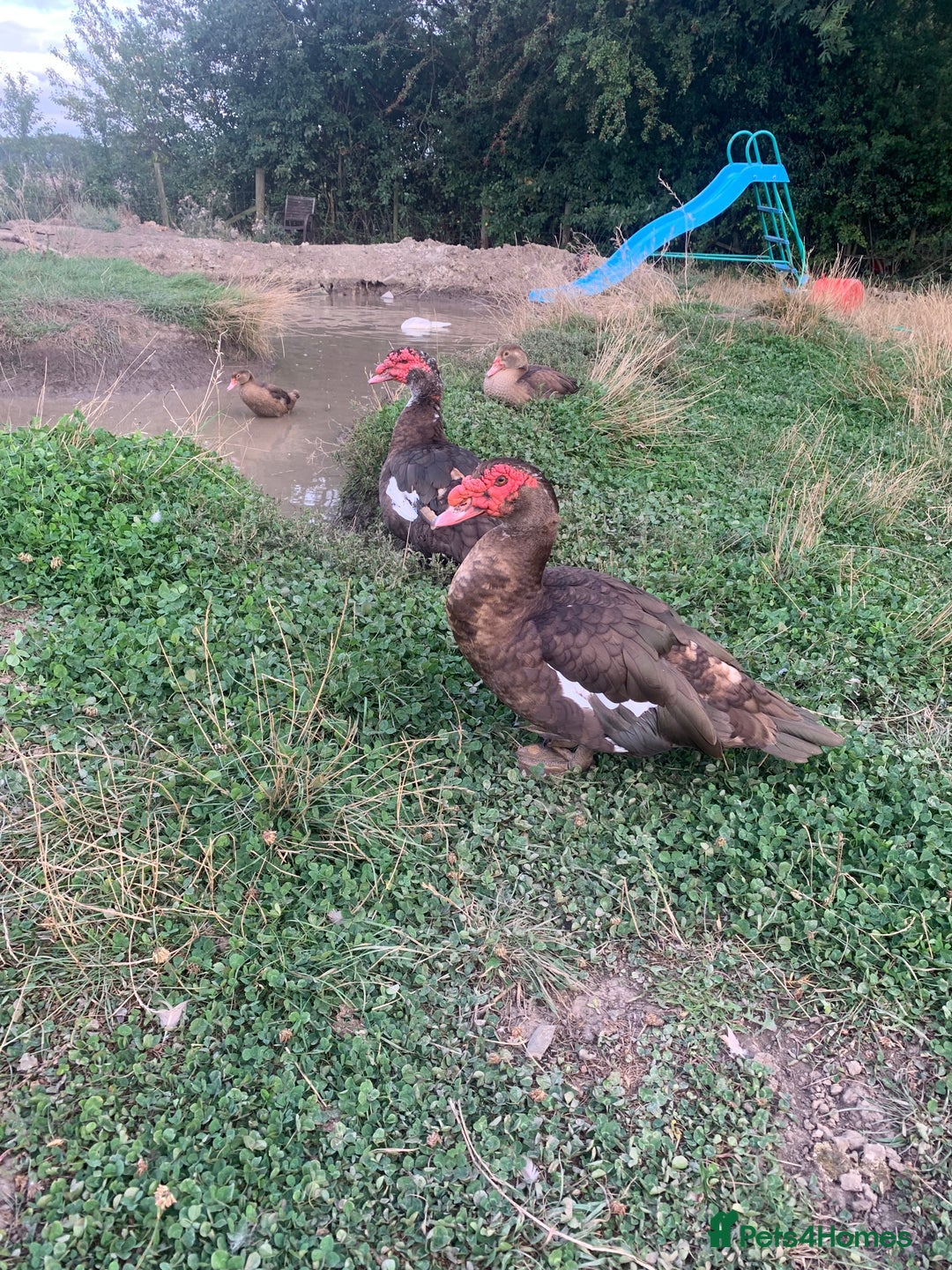 Ducks poultry for sale: Chocolate (only) Muscovy ducks and drakes - Image 6