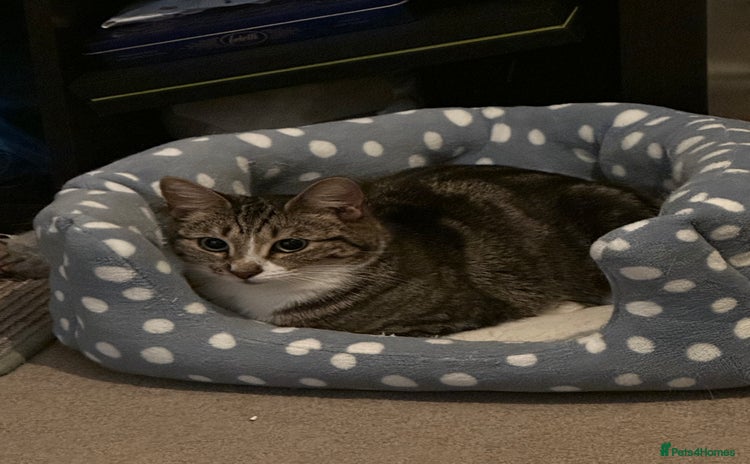 Domestic Shorthair cats - Advert 1