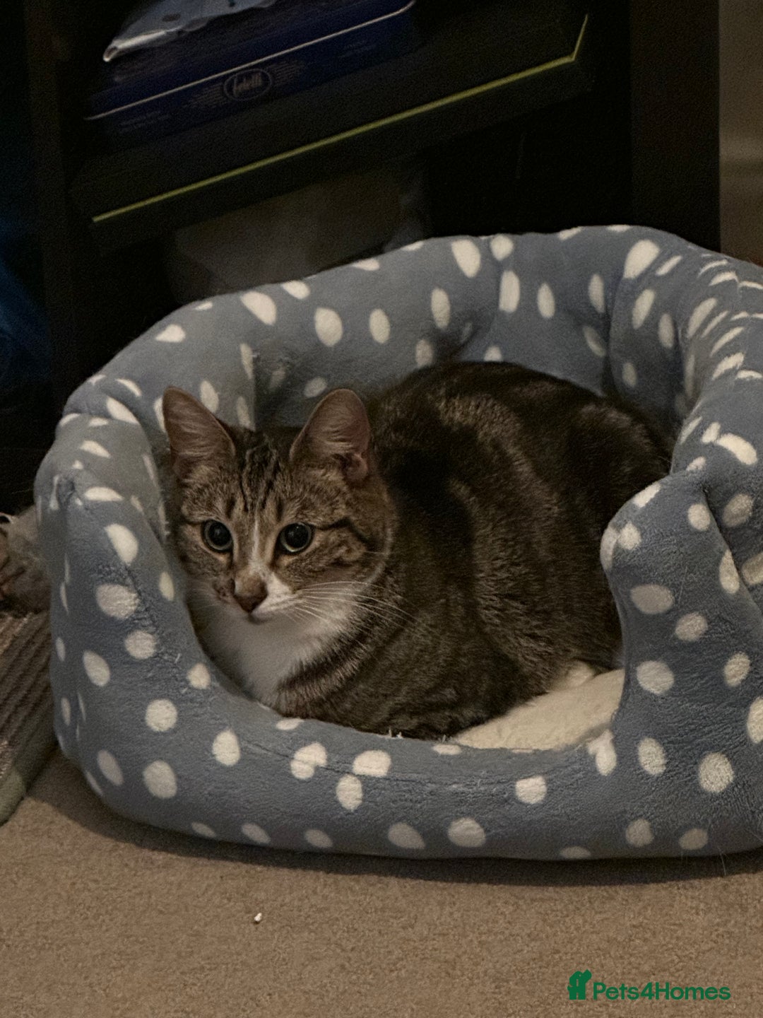 Domestic Shorthair cats for sale: Friendly cat  - Image 1