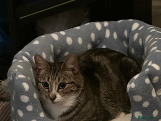 Domestic Shorthair cats - Advert 19