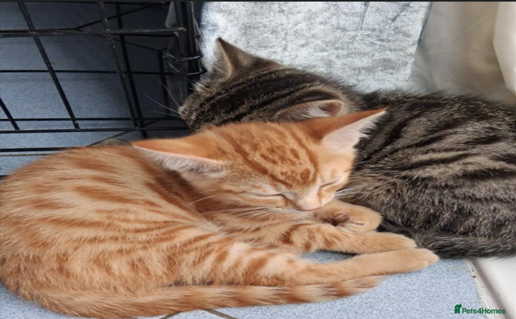 Mixed Breed cats - Advert 14