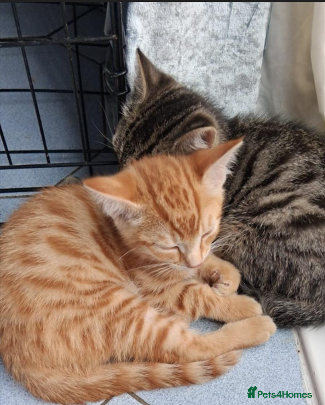 Mixed Breed cats for sale: Domestic Shorthair Kittens - Image 1