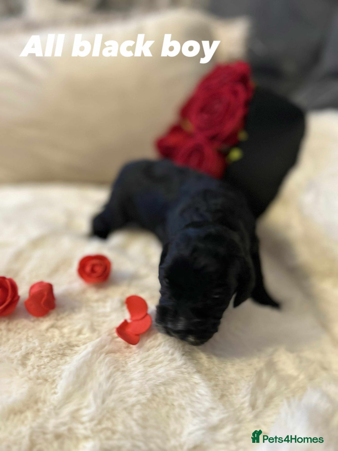 Cockapoo dogs for sale: Beautiful Cockapoo Puppy's  - Image 6