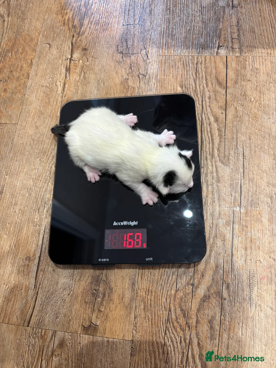 Mixed Breed cats for sale: My gorgeous girl Luna and her babies  in Chatham - Advert 2