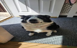 Border Collie dogs for sale: 8 year old female collie needs calm home - Image 4