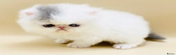Persian cats for sale: Ready for something special?RESERVED. - Advert 4