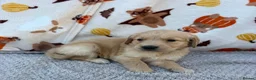 Golden Retriever dogs for sale: Beautiful golden retriever puppies - Advert 22