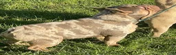 French Bulldog dogs for sale: QUALITY HEALTH TESTED FRENCH BULLDOG PUPPIES  - Advert 16