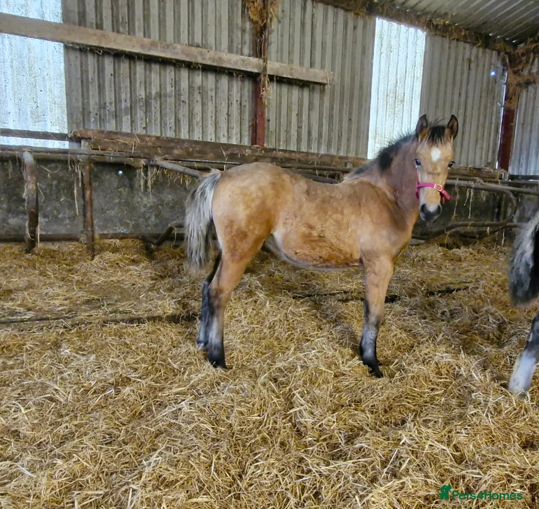 Welsh Section D horses for sale: Welsh Cob Section D Dun Filly  - Advert 1