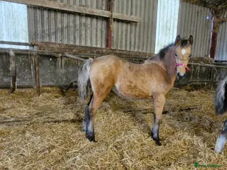 Welsh Section D horses Welsh Cob Section D Dun Filly - Advert 1