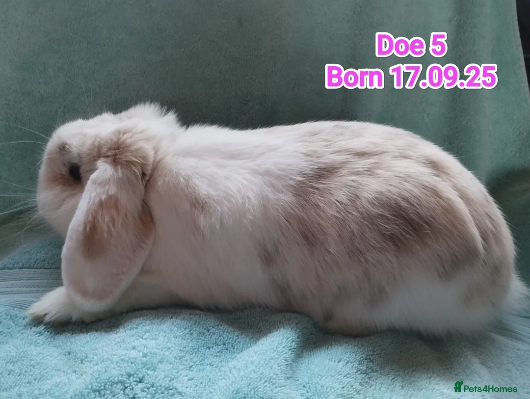 Mini Lop rabbits for sale: 5 Mini Lop Doe's looking for homes 🥰 - Advert 12