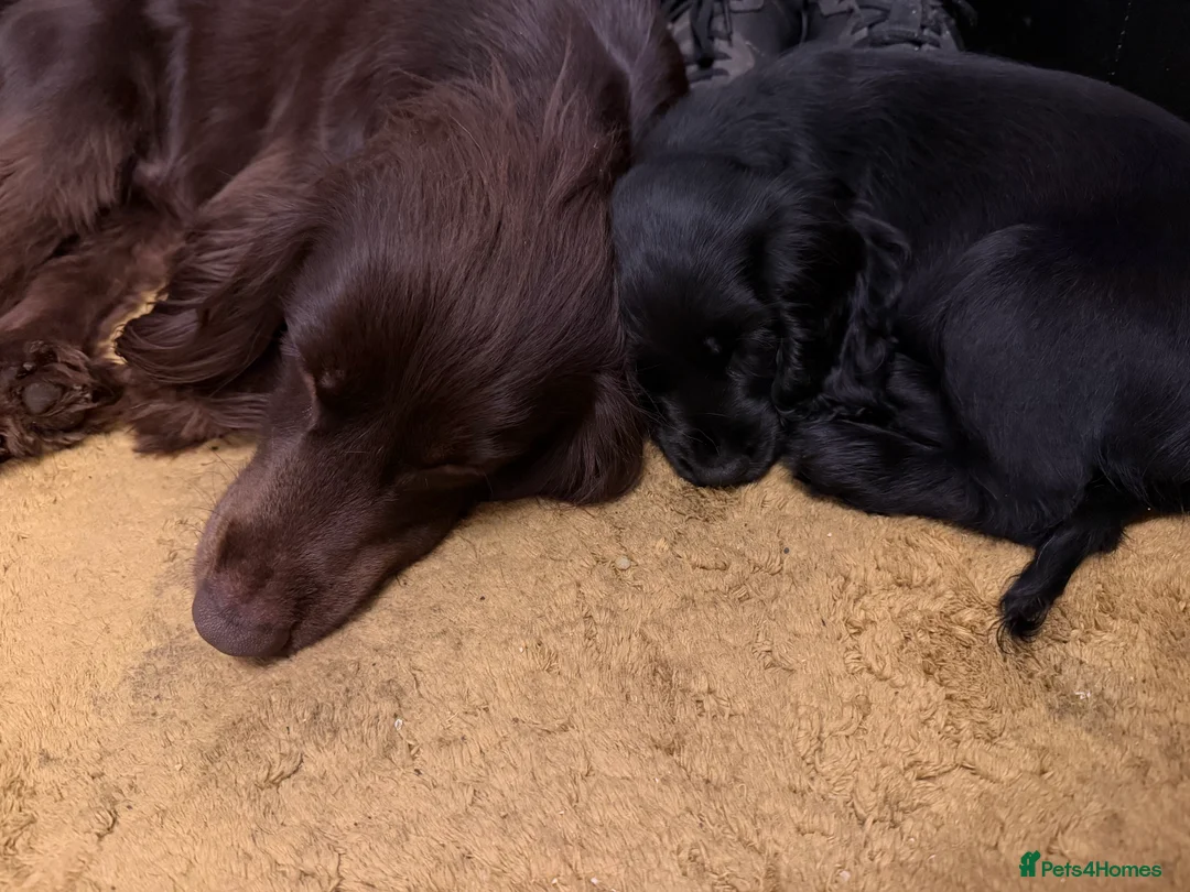 Cocker Spaniel dogs for sale: Show cocker spaniel 10 weeks old - Advert 7