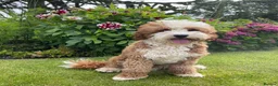 Australian Labradoodle dogs for sale: Miniature Australian Labradoodle Puppies  - Advert 12