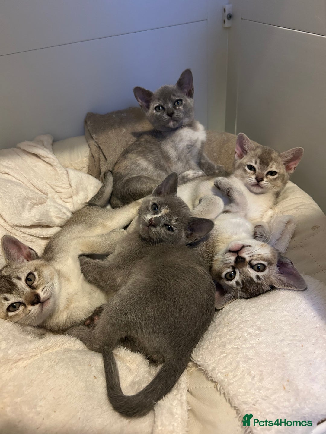 Burmese cats for sale: Stunning Asian Kittens. - Advert 8