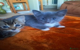 Mixed Breed cats for sale: 3 BEAUTIFUL KITTENS 😸 AVAILABLE STRAIGHT AWAY  - Advert 24