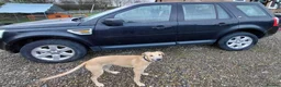 Mixed Breed dogs for sale: 14 month old lurcher - Advert 4