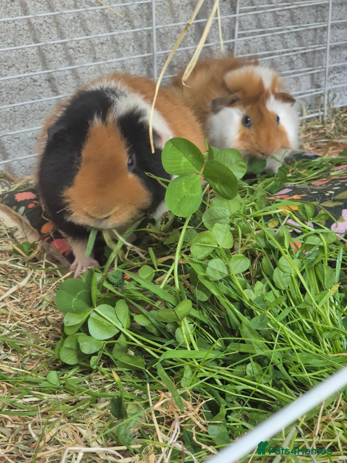 Guinea Pig rodents Bonded boars - Advert 1