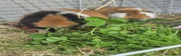 Guinea Pig rodents for sale: Bonded boars - Advert 1