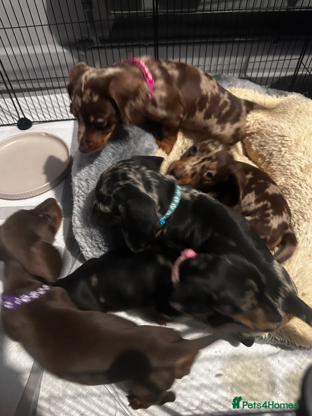 Miniature Dachshund dogs for sale: Beautiful mini sausages - Advert 1