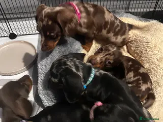 Miniature Dachshund dogs Beautiful mini sausages - Advert 1