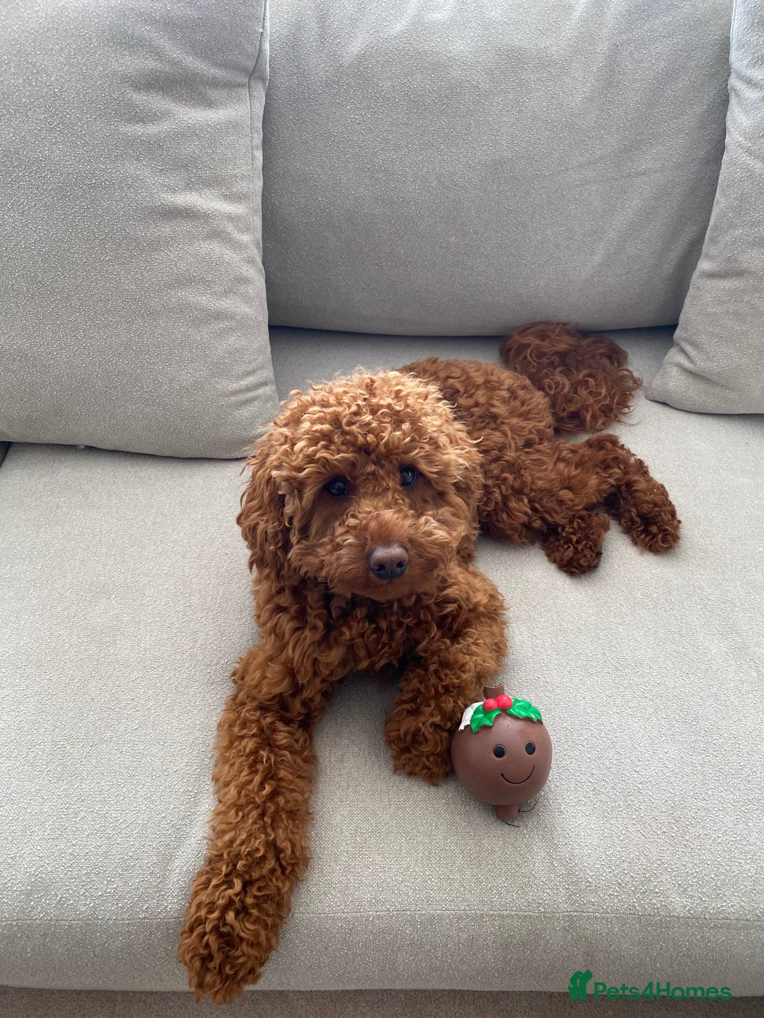 Miniature Poodle dogs for stud: Miniature Poidle - Image 3