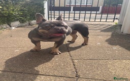French Bulldog dogs for sale: 2 years old female French Buldog - Image 8