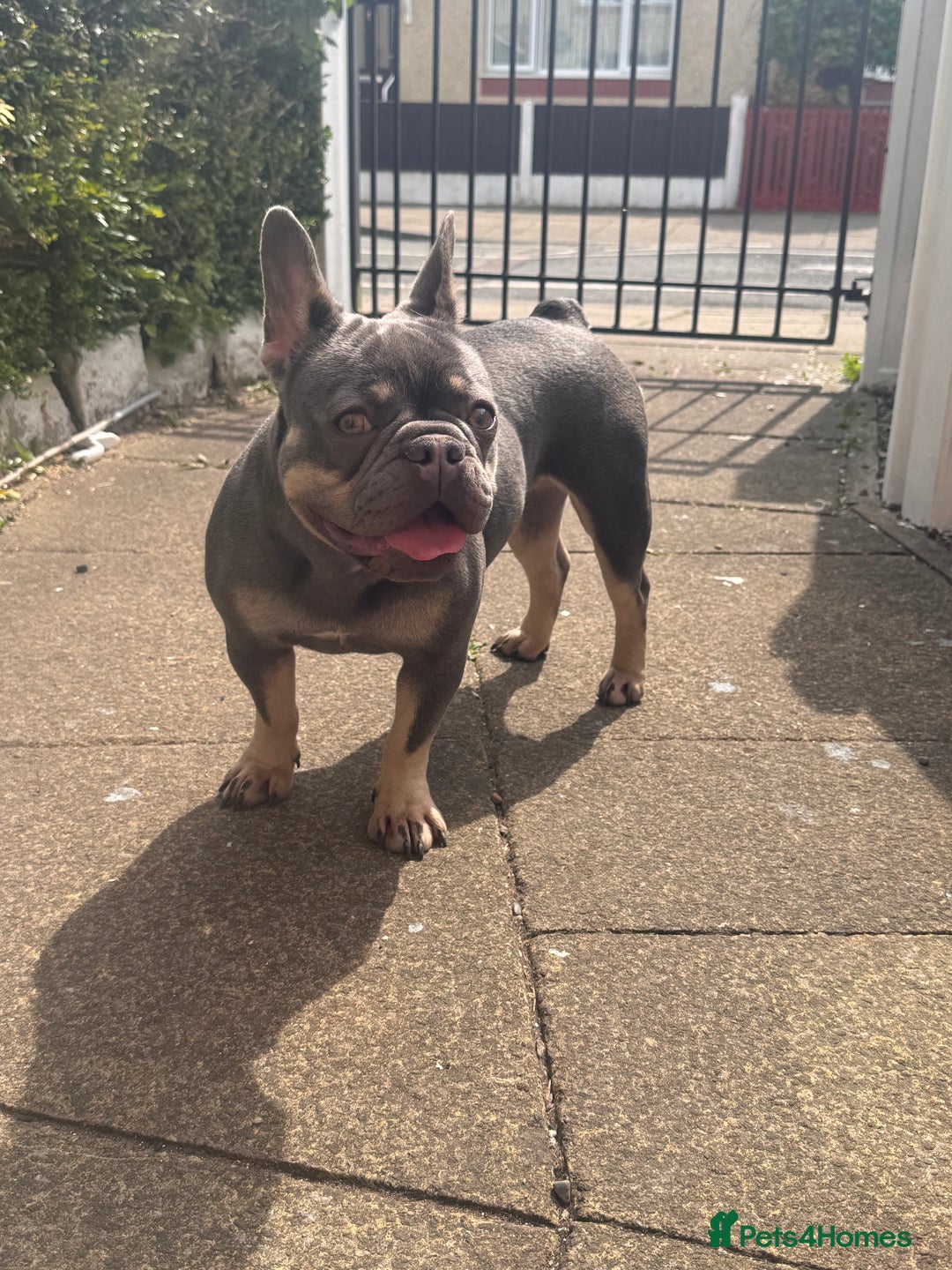 French Bulldog dogs for sale: 2 years old female French Buldog - Image 8