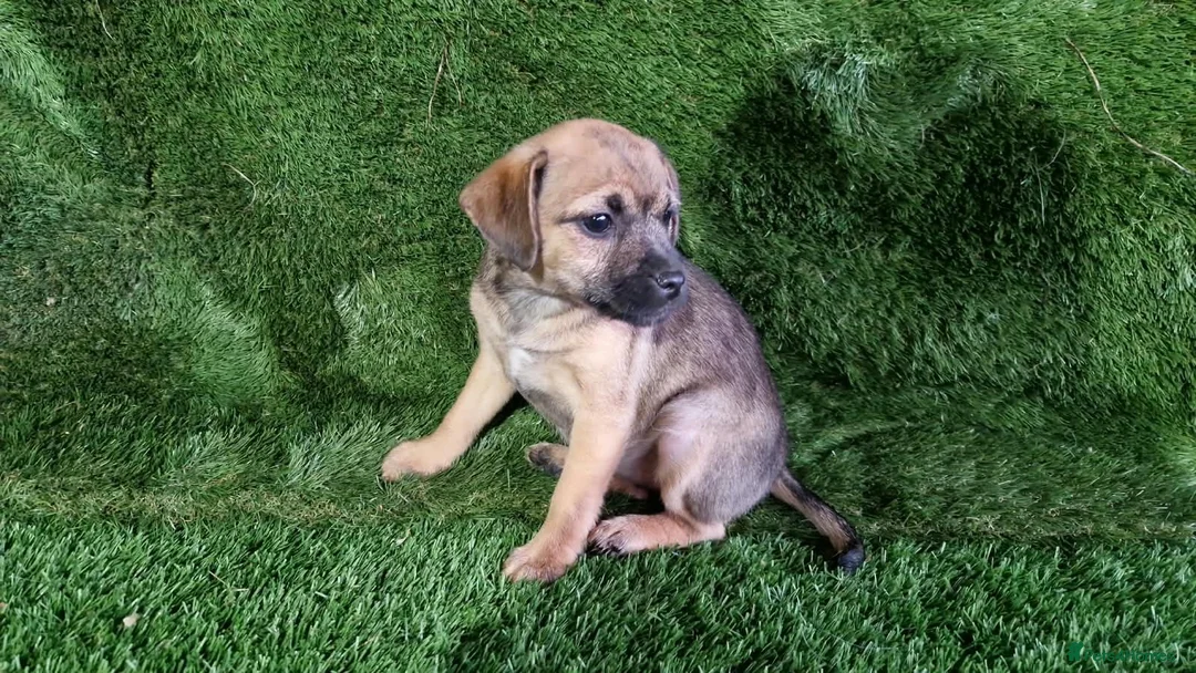 Mixed Breed dogs for sale: Border terrier cross jack russel puppies  - Advert 13