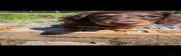 Miniature Dachshund dogs for sale: KC Miniature Dachshunds ready for forever homes - Advert 3