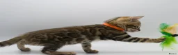 Bengal cats for sale: Stunning TICA Registered Bengal Kittens - Advert 21