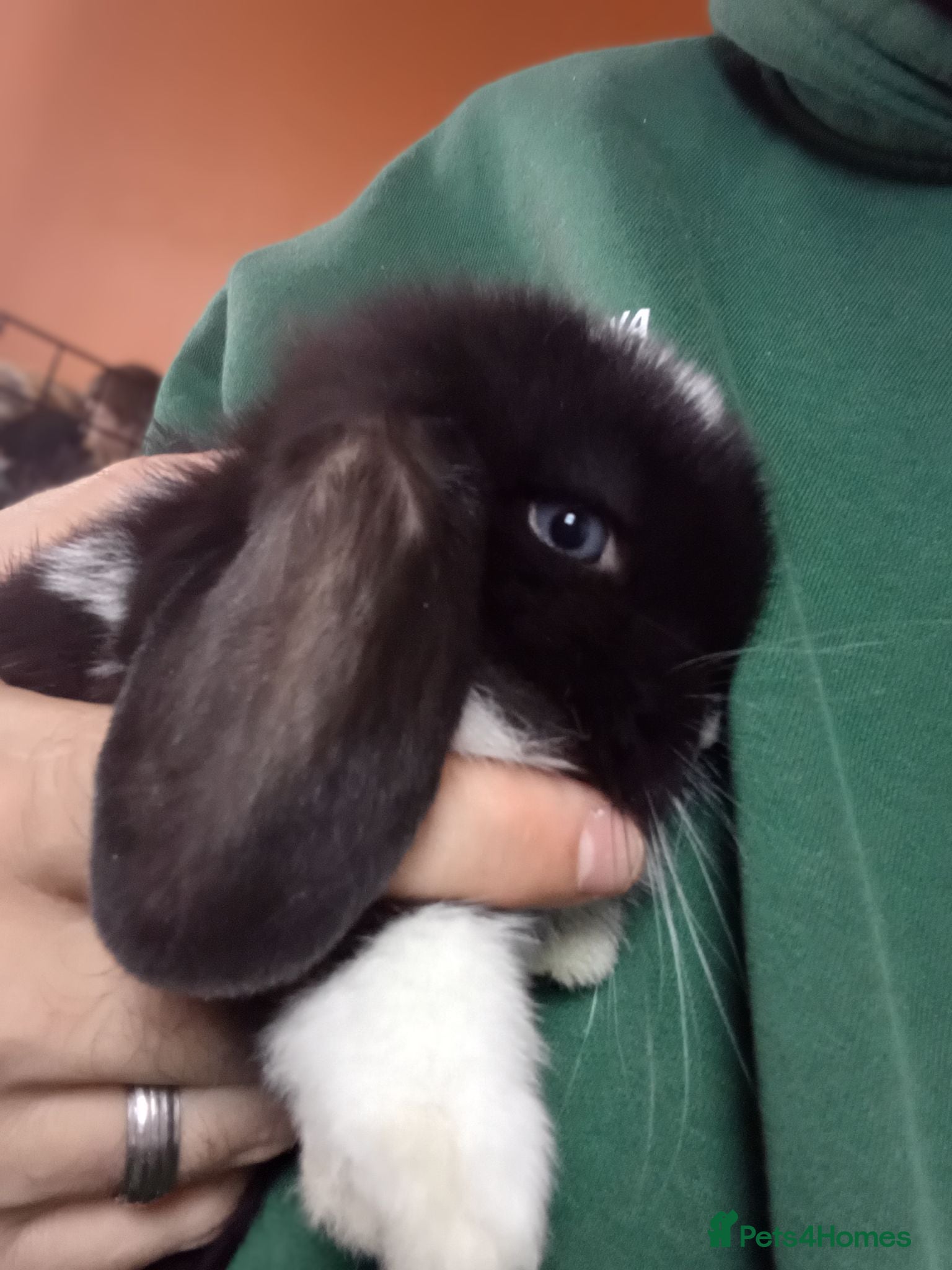 Mini Lop rabbits Gorgeous female mini lop to reserve - Advert 1