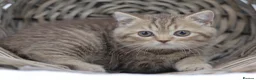British Shorthair cats for sale: PEDIGREE REGISTERED CHUNKY BRITISH SHORTHAIRS - Advert 5