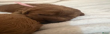 Cavapoo 5
