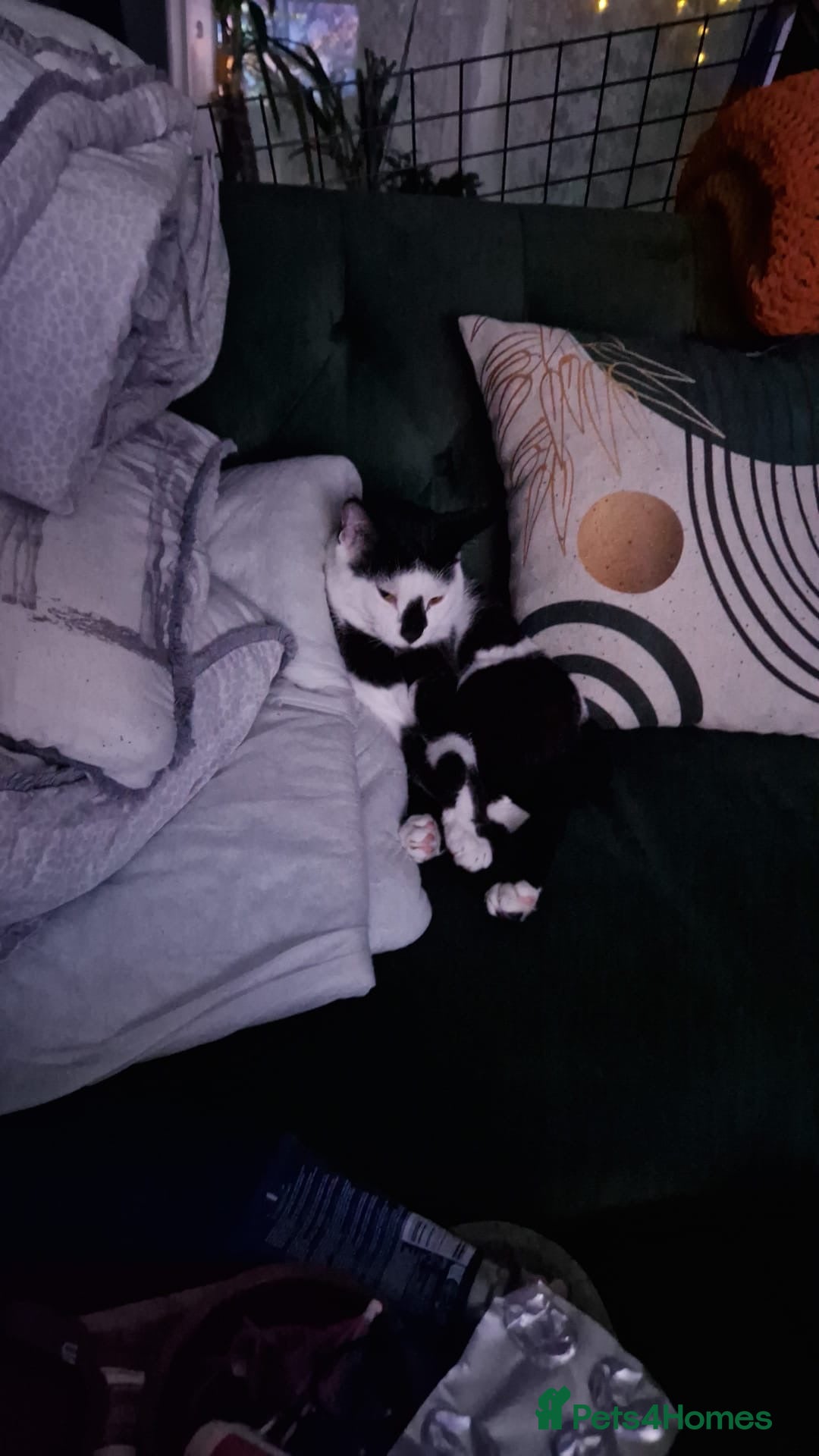 Arabian Mau cats for sale: Meet beautiful Tuxie ❤️ - Image 7