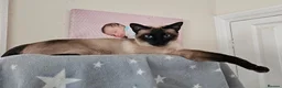 Siamese cats for sale: Seal point Siamese Girl Seeking Her Forever Home - Advert 6