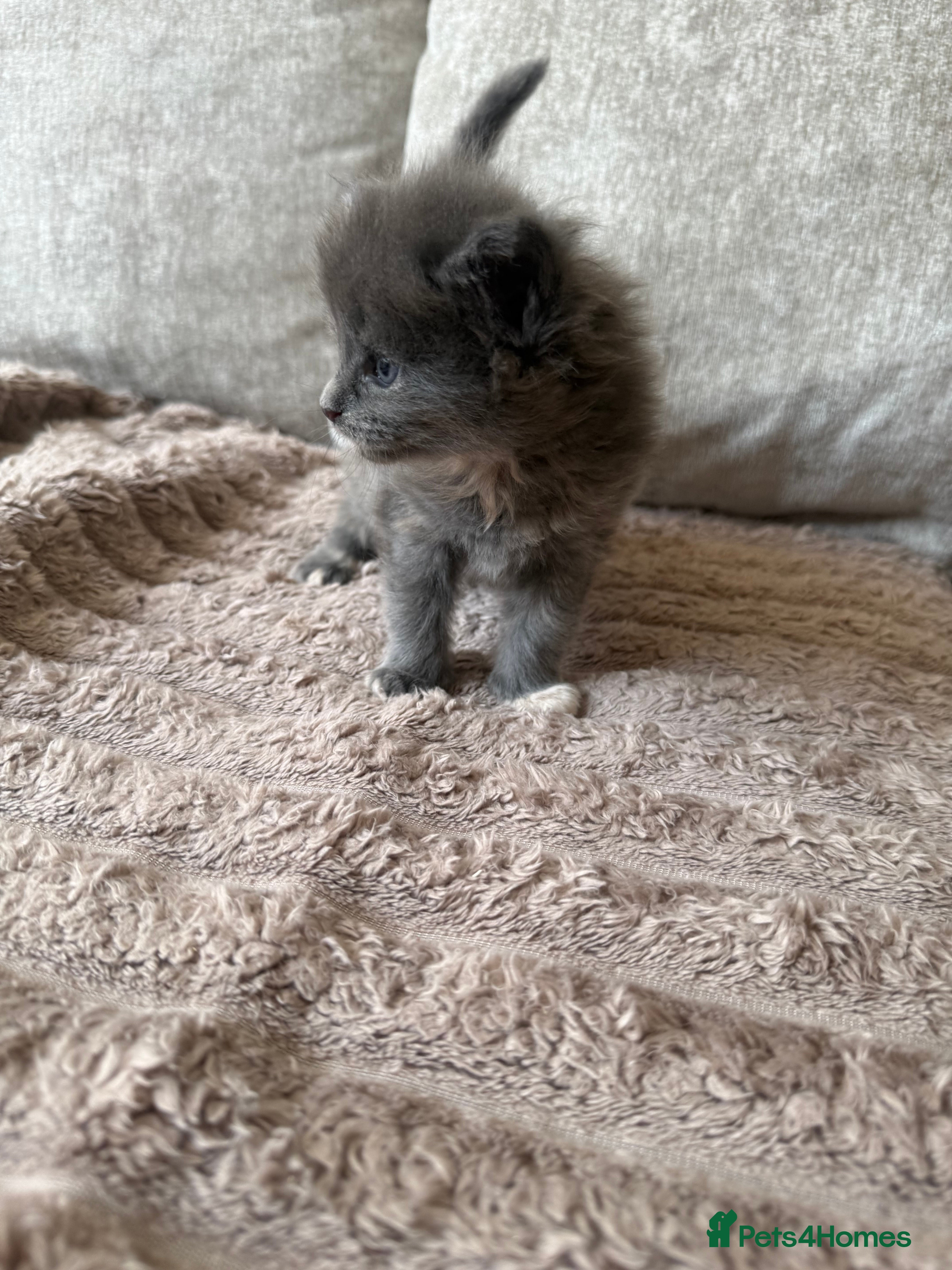 Maine Coon cats for sale: Stunning XL Maine Coon Kittens - Advert 20