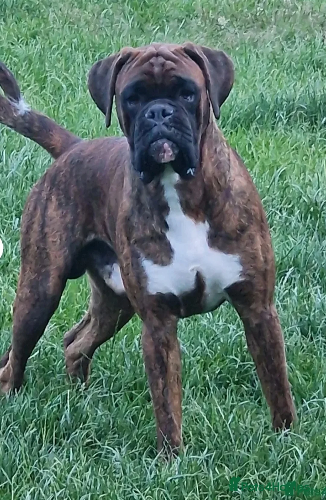 Boxer dogs for sale: 2 Stunning KC Brindle Boxer Bitches available.  - Advert 8
