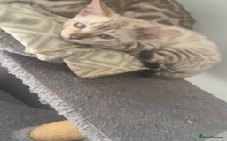Bengal cats for sale: Looking for A Snow bengal  - Image 2