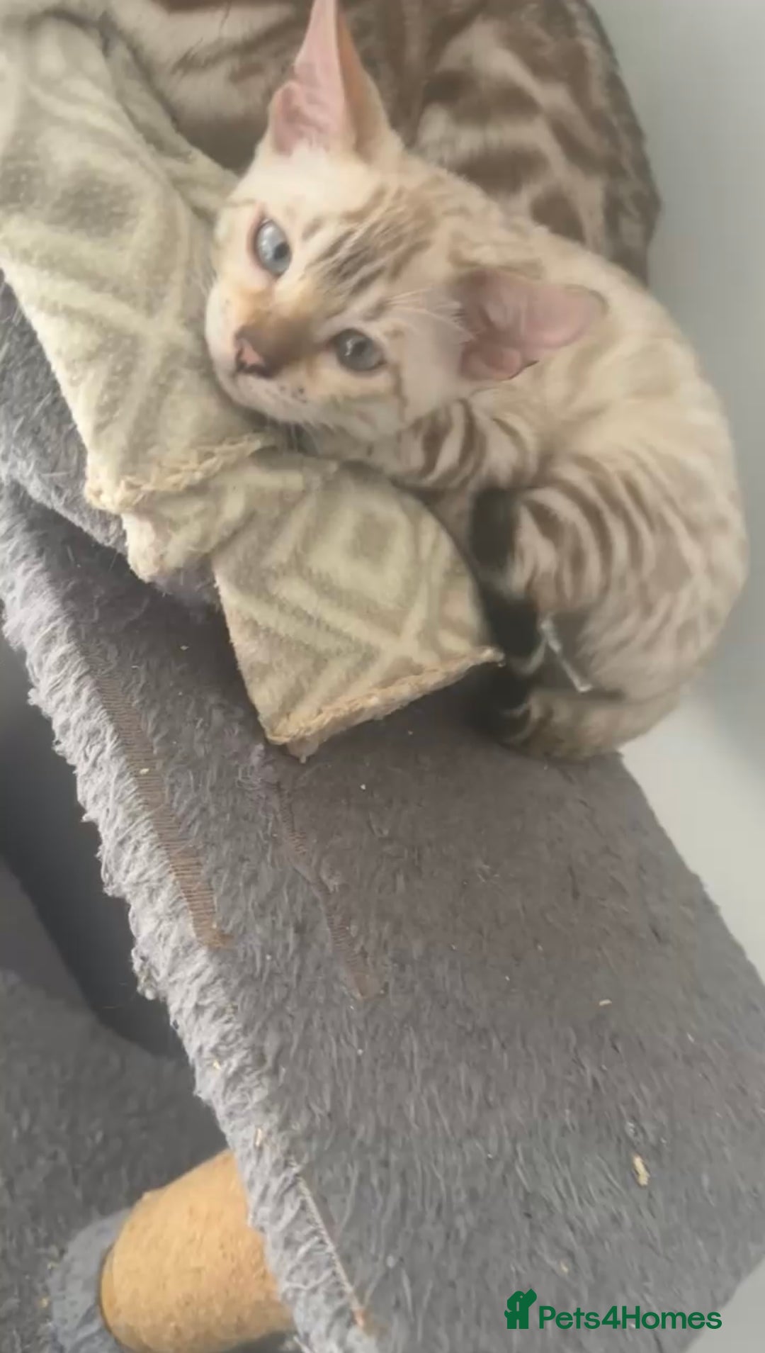Bengal cats for sale: Looking for A Snow bengal  - Image 2