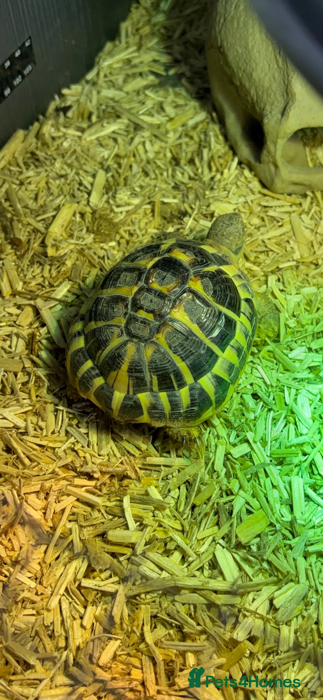 Hermann Tortoise reptiles for sale: Dwarf Hermanns Tortoise - Advert 3