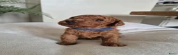 Toy Poodle dogs for sale: Kc regd Toy Poodles  - Advert 20