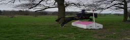 British Warmblood horses for sale: Eventing Schoolmistress in Northallerton - Advert 2
