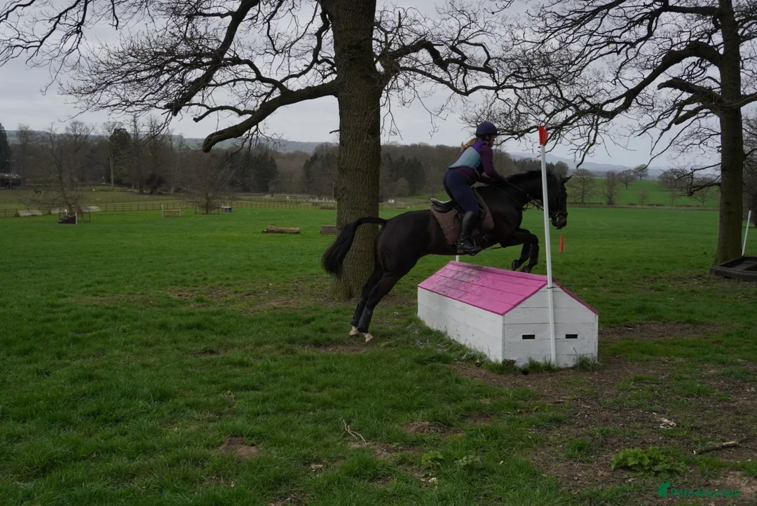 British Warmblood horses for sale: Eventing Schoolmistress in Northallerton - Advert 2