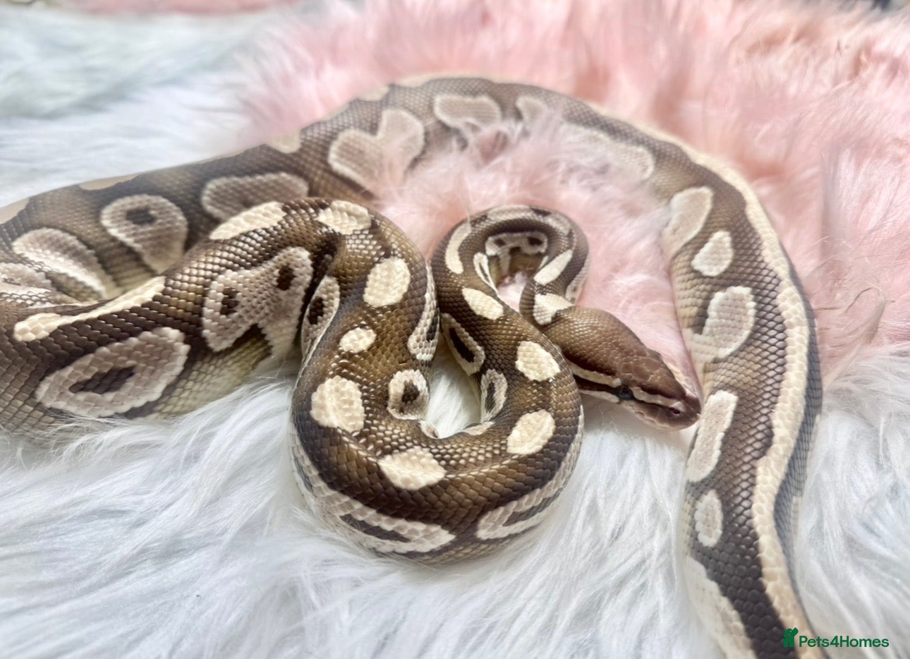 Python Snake reptiles 1 friendly Ball Royal Python sale - Advert 21