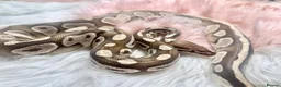 Python Snake reptiles for sale: 1 friendly Ball Royal Python sale - Advert 3