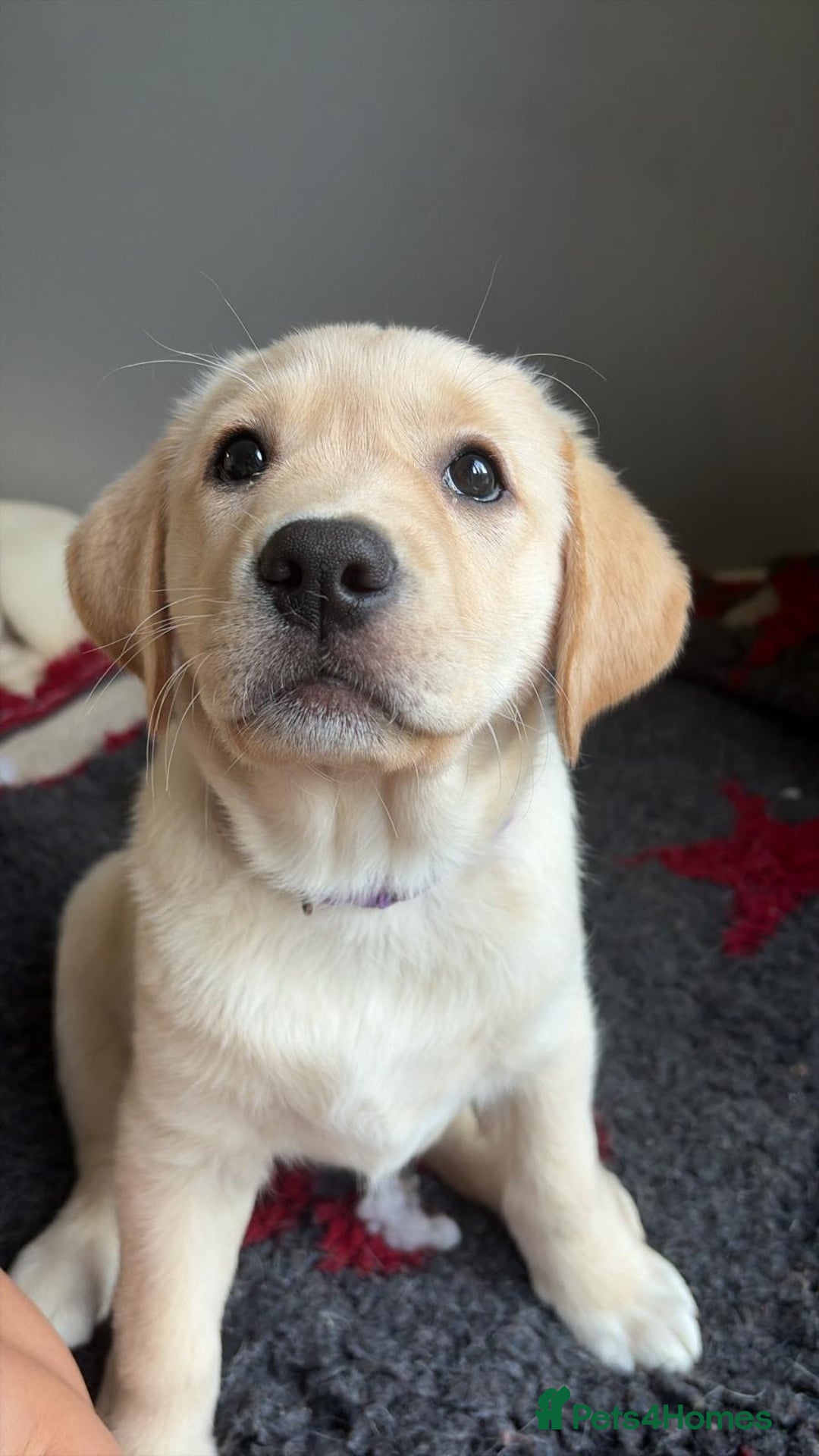 Labrador Retriever dogs for sale: Beautiful chunky Labrador puppy  - Advert 4