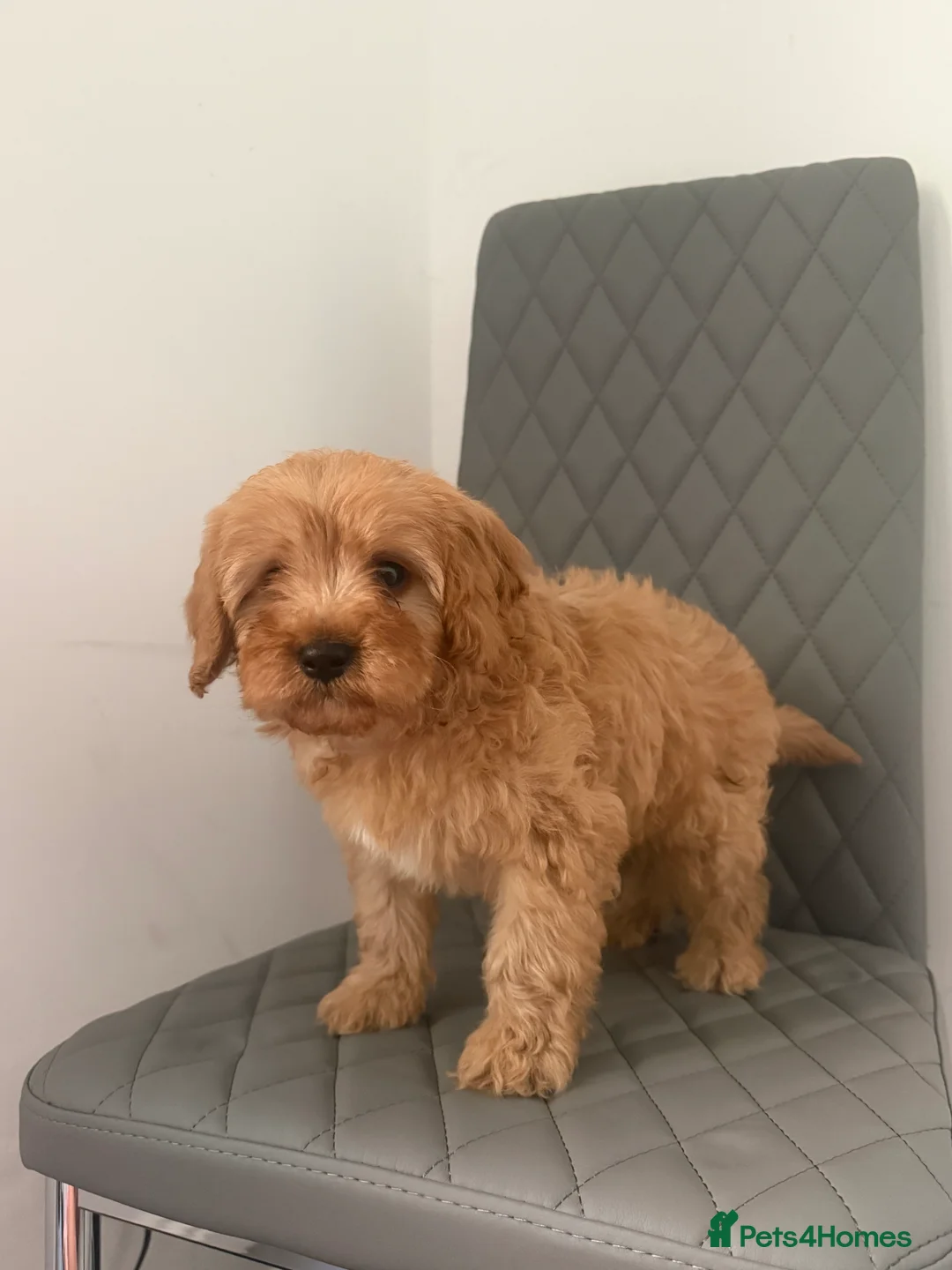 Cavapoo dogs for sale: 1 male Cavapoo puppy  - Advert 9