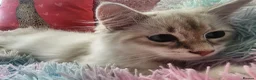 Siberian cats for sale: Siberian Male Kitten GCCF Reg Active Breeding  - Advert 10