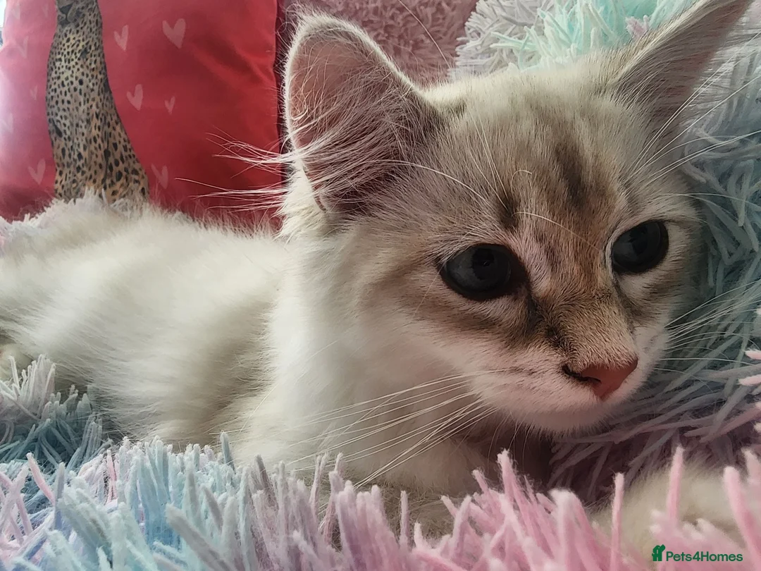 Siberian cats for sale: Siberian Male Kitten GCCF Reg Active Breeding  - Advert 10
